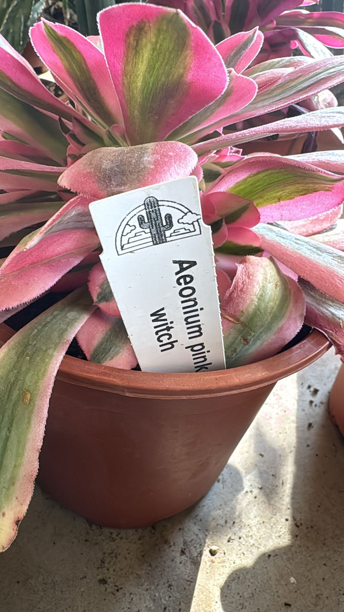 Pianta Aeonium Pink Witch, foto reali, pianta grassa succulenta
