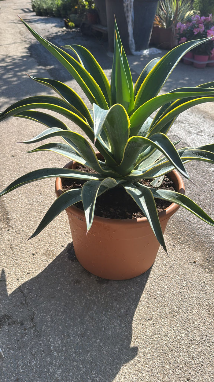 Pianta Agave desmettiana marginata vaso 30, foto reali