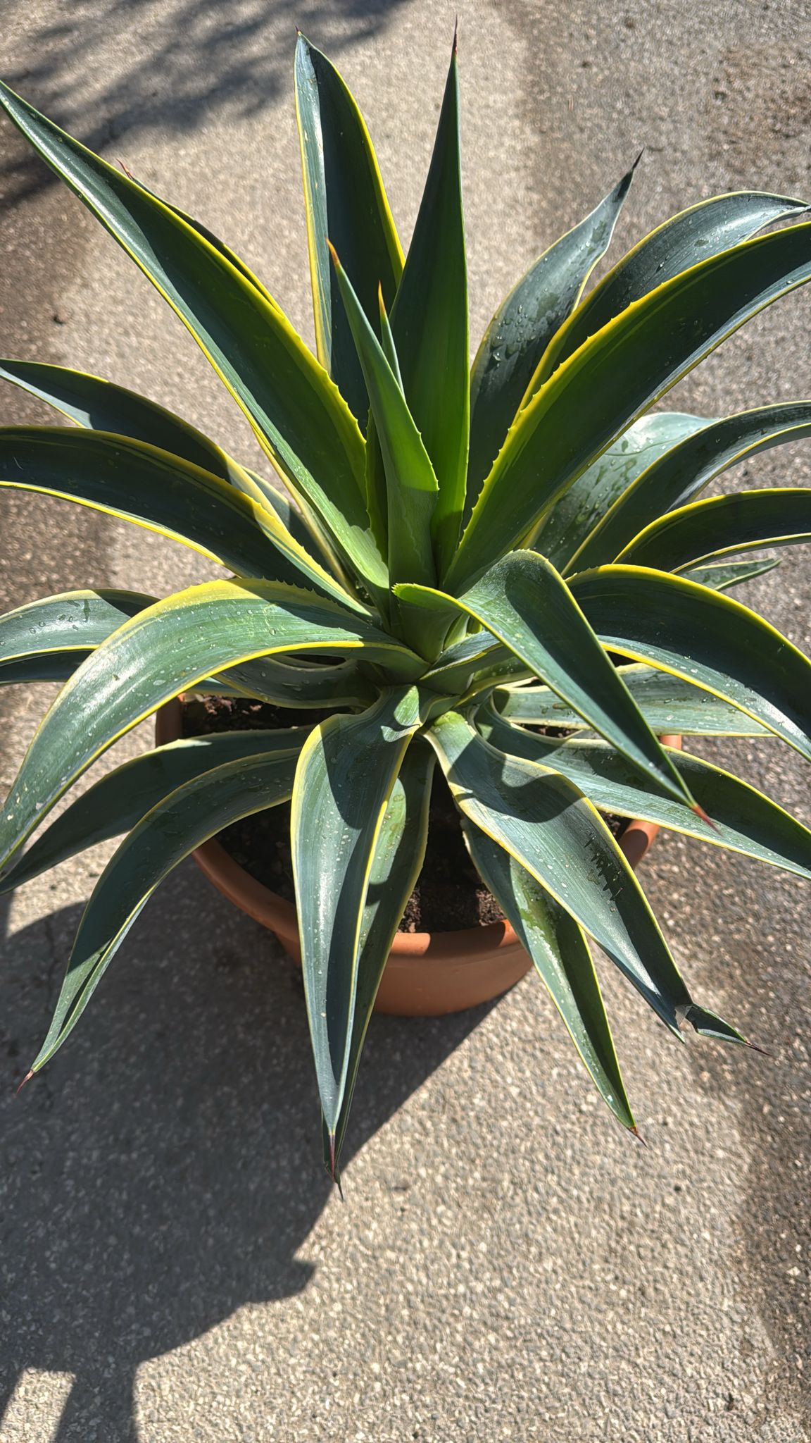 Pianta Agave desmettiana marginata vaso 30, foto reali