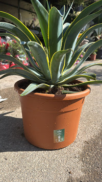 Pianta Agave desmettiana marginata vaso 30, foto reali