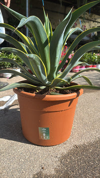Pianta Agave desmettiana marginata vaso 30, foto reali