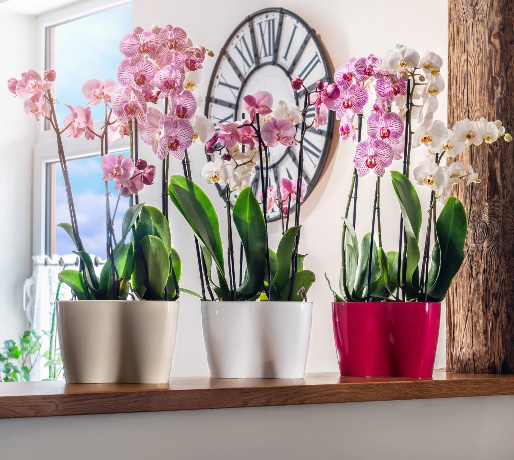 Vaso da fiori KADAX, Vaso da fiori, Vaso da fiori in plastica, Orchidea, 23 cm, Crema