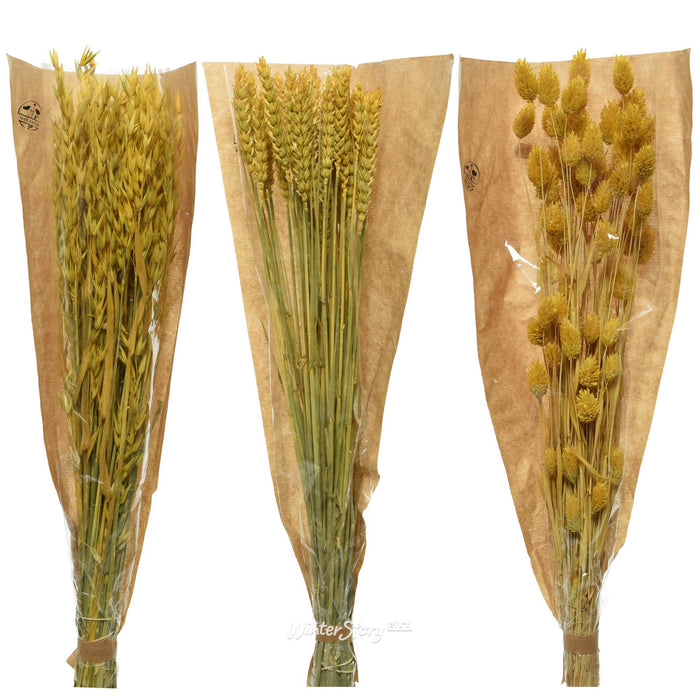 MAZZETTO FIORI SECCHI GIALLO 25X10X50CM