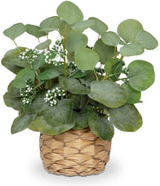 Decorazione di pianta di eucalipto, pianta di eucalipto in vaso, pianta decorativa, pianta da appartamento, altezza 32 cm
