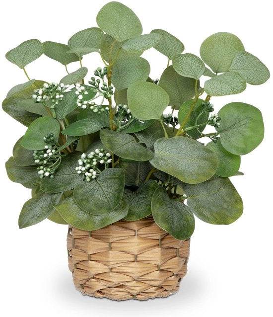 Decorazione di pianta di eucalipto, pianta di eucalipto in vaso, pianta decorativa, pianta da appartamento, altezza 32 cm
