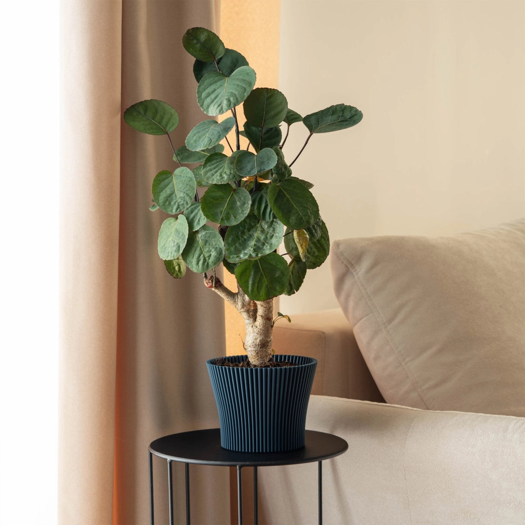Vaso da fiori KADAX da 17 cm in plastica, per piante di melograno