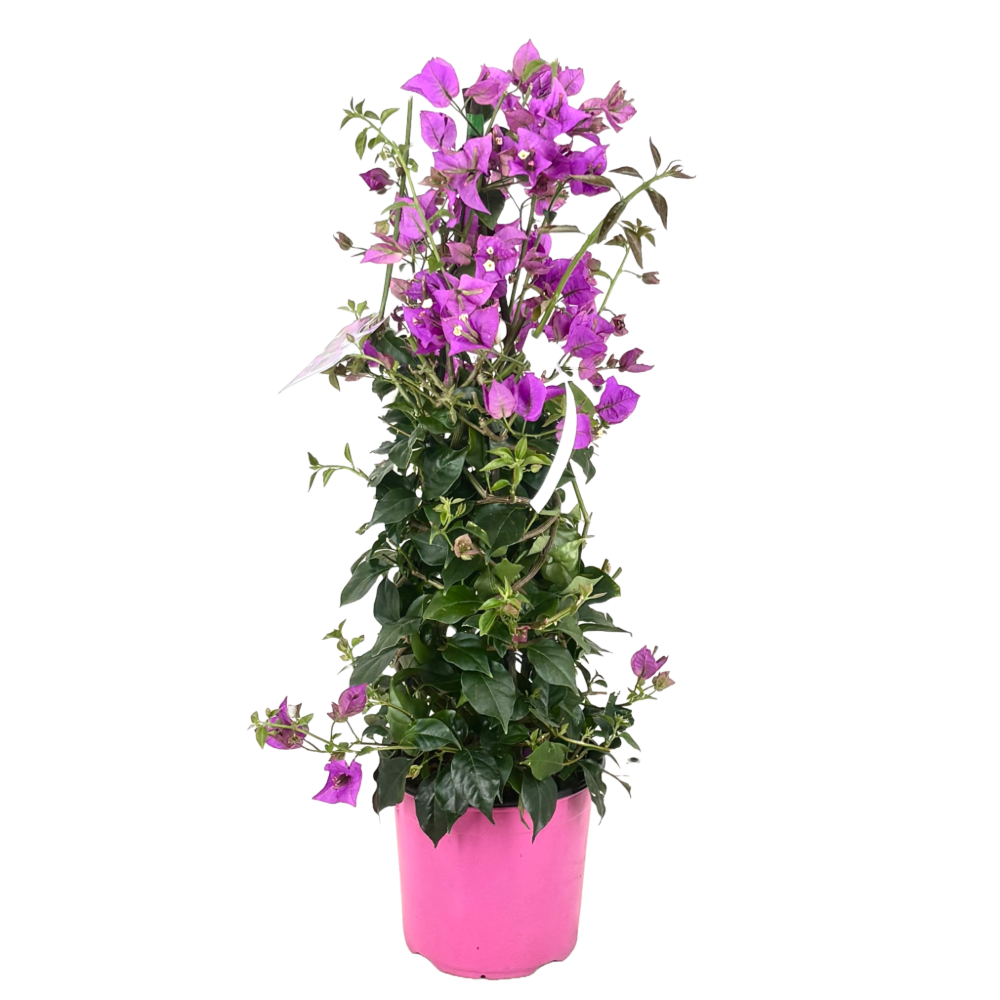 Pianta di BOUGANVILLEA SANDERIANA Piramide h 70 in vaso 18 cm
