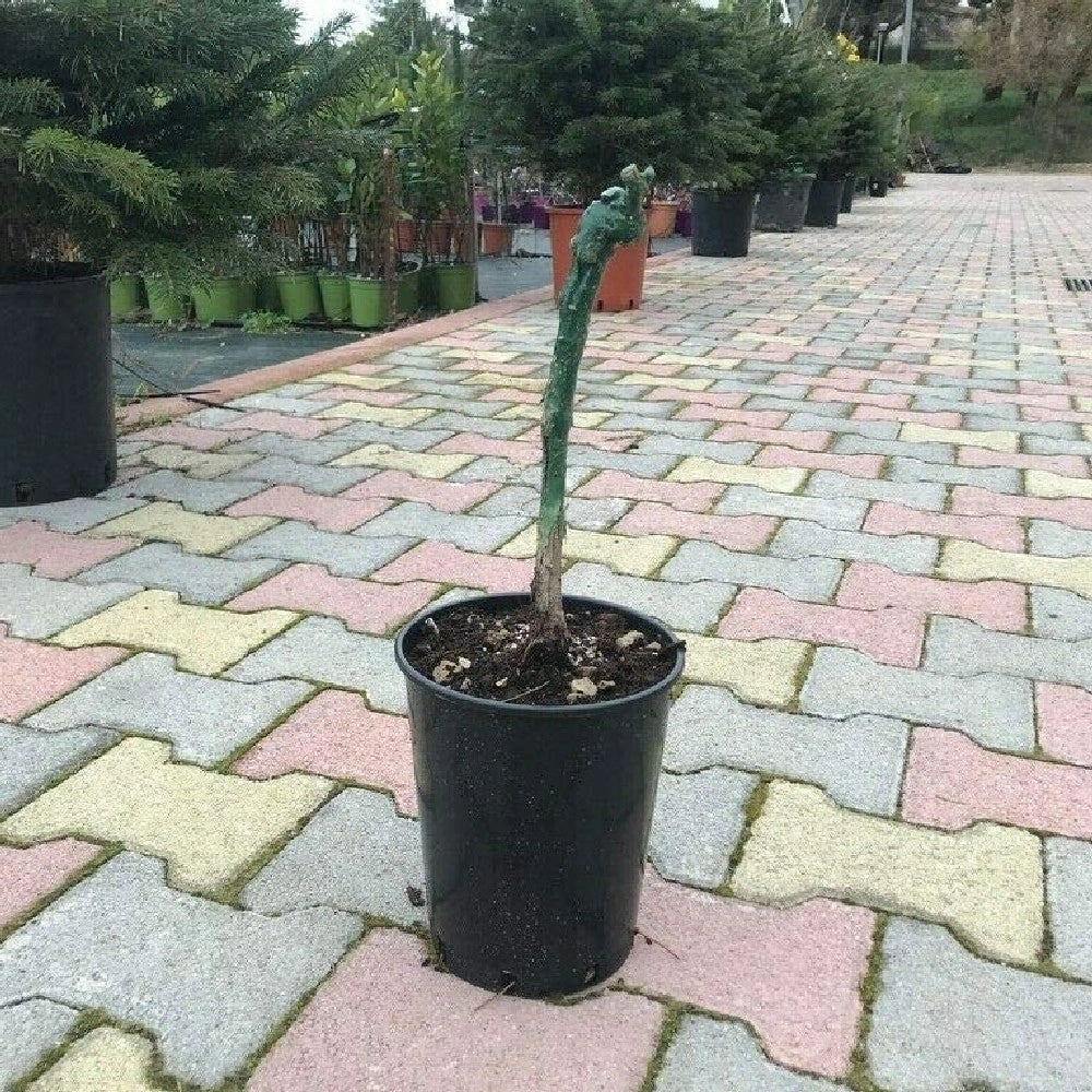 Pianta di UVA VITE innestata FLAME SEEDLESS Rossa APIRENA senza semi in vaso 16 cm AMDGarden