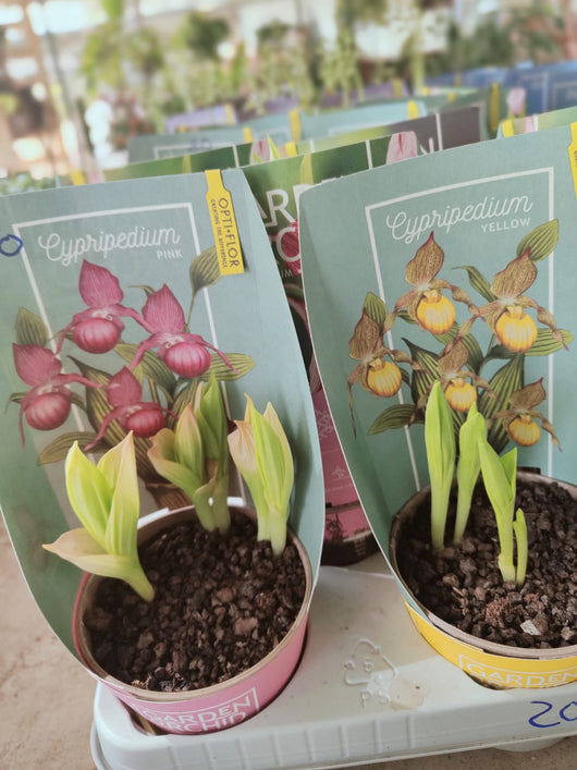 Orchidea da giardino, Cypripedium Pink or Yellow, foto reali Colore: Giallo
