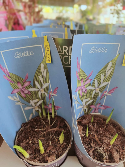 Orchidea da giardino, Bletilla, foto reali orchidea da esterno