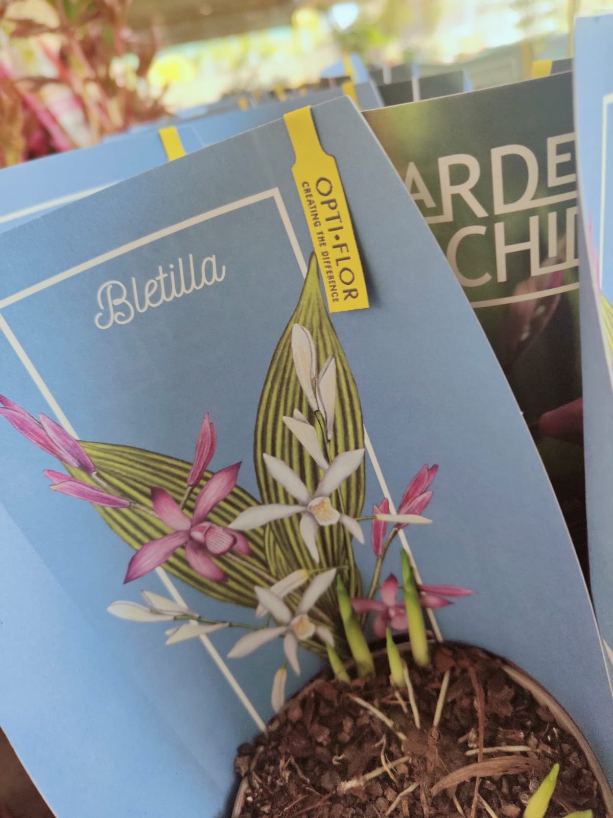 Orchidea da giardino, Bletilla, foto reali orchidea da esterno