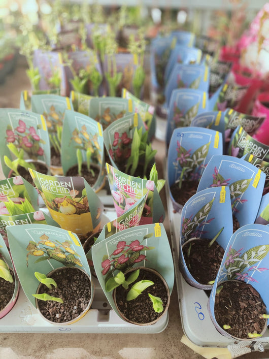 Orchidea da giardino, Bletilla, foto reali orchidea da esterno