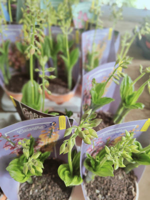 Orchidea da giardino, Calanthe, foto reali