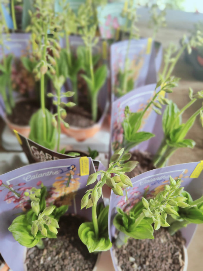 Orchidea da giardino, Calanthe, foto reali