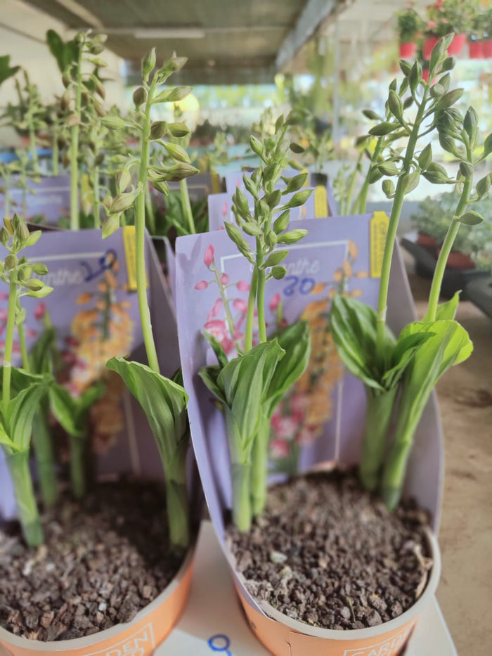 Orchidea da giardino, Calanthe, foto reali