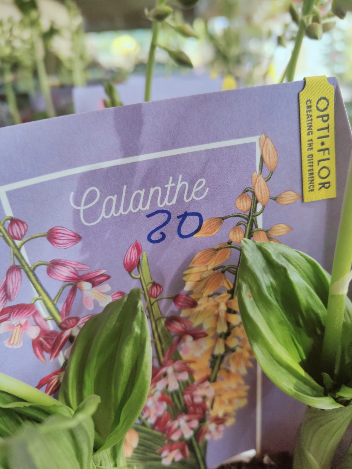 Orchidea da giardino, Calanthe, foto reali