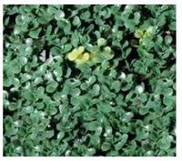 SFERA SEMPREVERDE DEAUVILLE DIAMETRO 28 CM