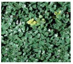 SFERA SEMPREVERDE DEAUVILLE DIAMETRO 28 CM