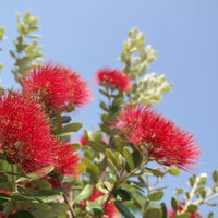 Pianta di METROSIDEROS fiore ROSSO ad alberello in vaso h 120 in vaso 24 cm