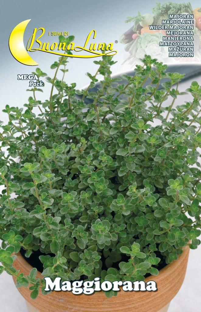 SEMI ORTO MAGGIORANA- HORTUS SEMENTI- 10,0 pz