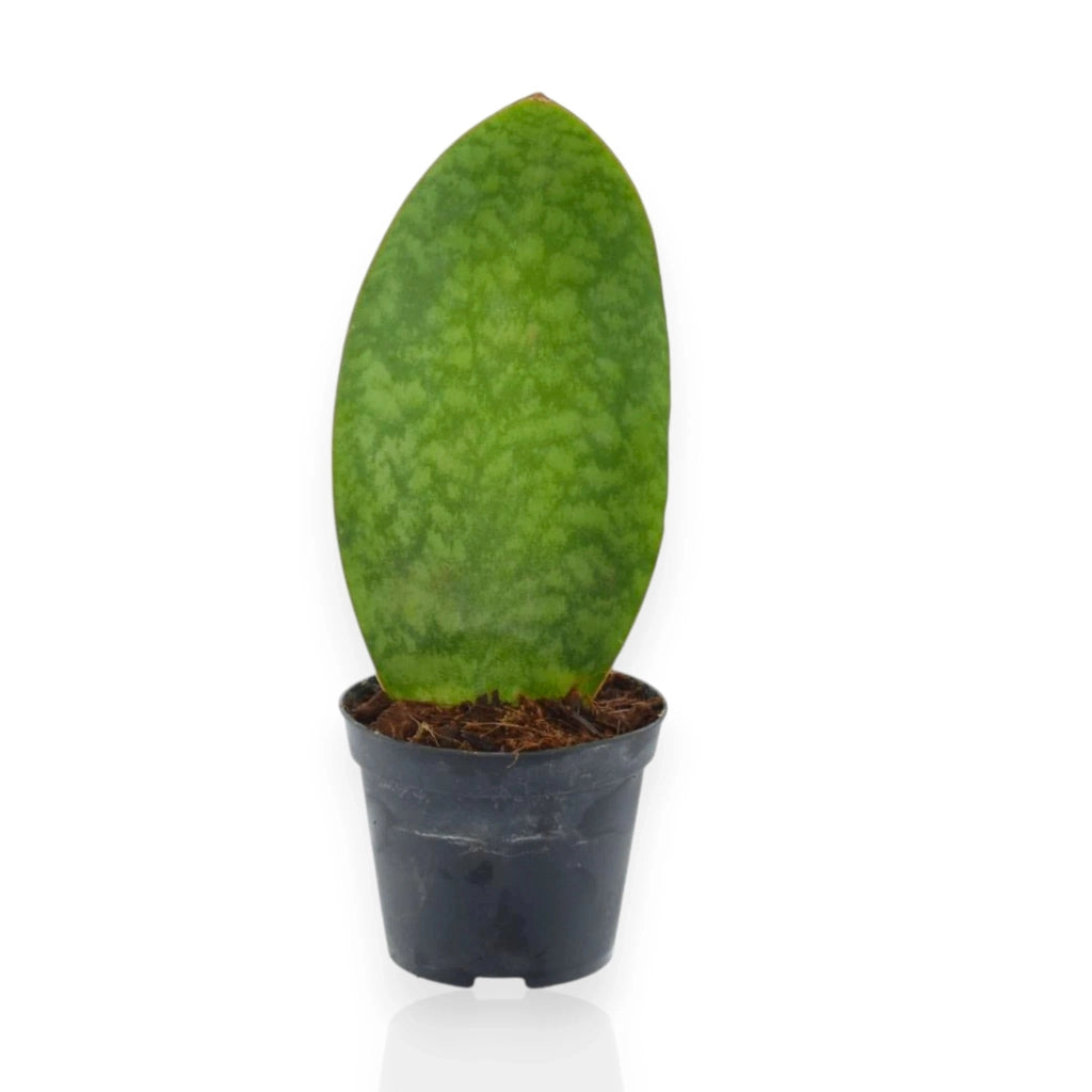 Gardenaria Sansevieria masoniana - Pianta da interno ornamentale Altezza: 40 cm (vaso 10)