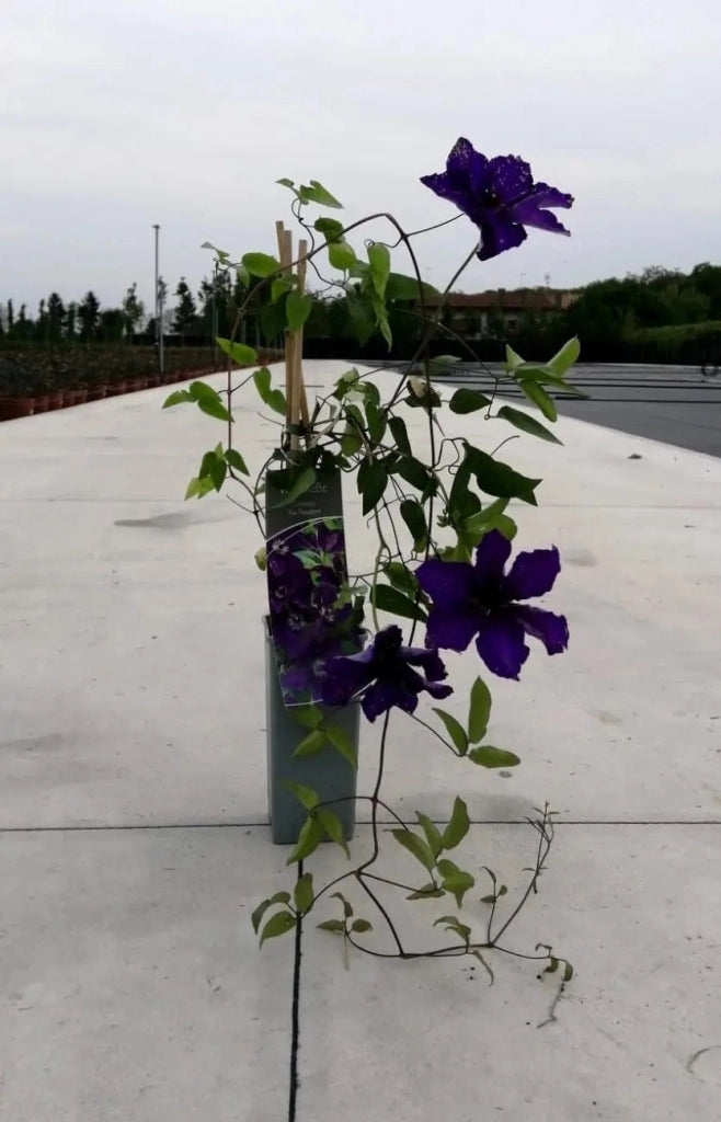 Gardenaria Clematis 'The President' - Pianta rampicante ornamentale da esterno Altezza: 100/125 cm (vaso19)