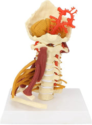 Modello Anatomico della Colonna Vertebrale Cervicale - Modello della Colonna Vertebrale a Vortice - Modello della Spalla - Modello delle Vene Spinale - Modello della Carotide - Strumento Educativo