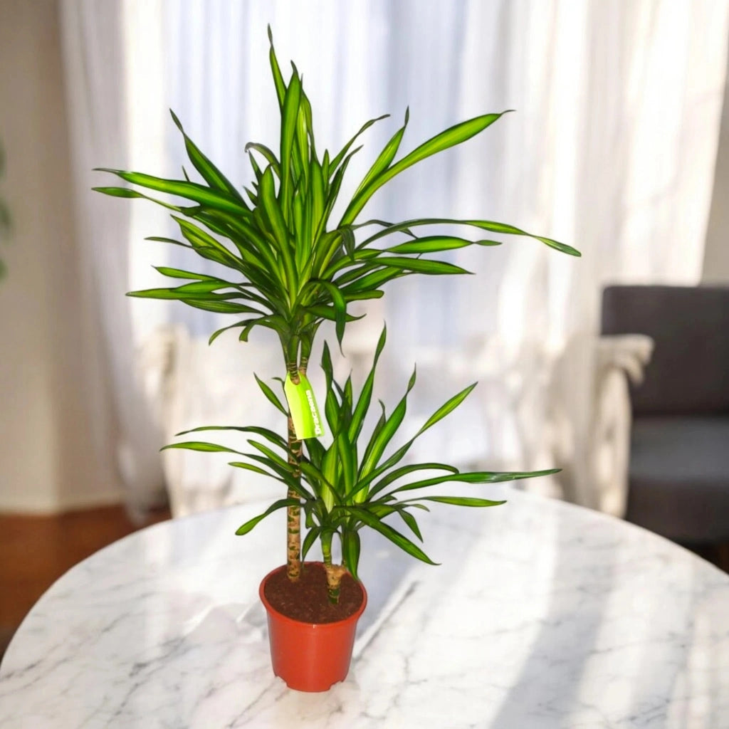 Gardenaria Dracaena fragrans 'Riki' - Pianta da interno ornamentale Altezza: 140 cm (vaso 30)