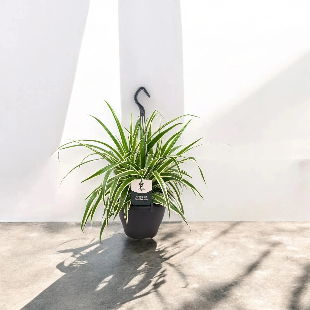 Gardenaria Chlorophytum comosum 'Vittatum' - Pianta da interno ornamentale Altezza: 50 cm (vaso 14)