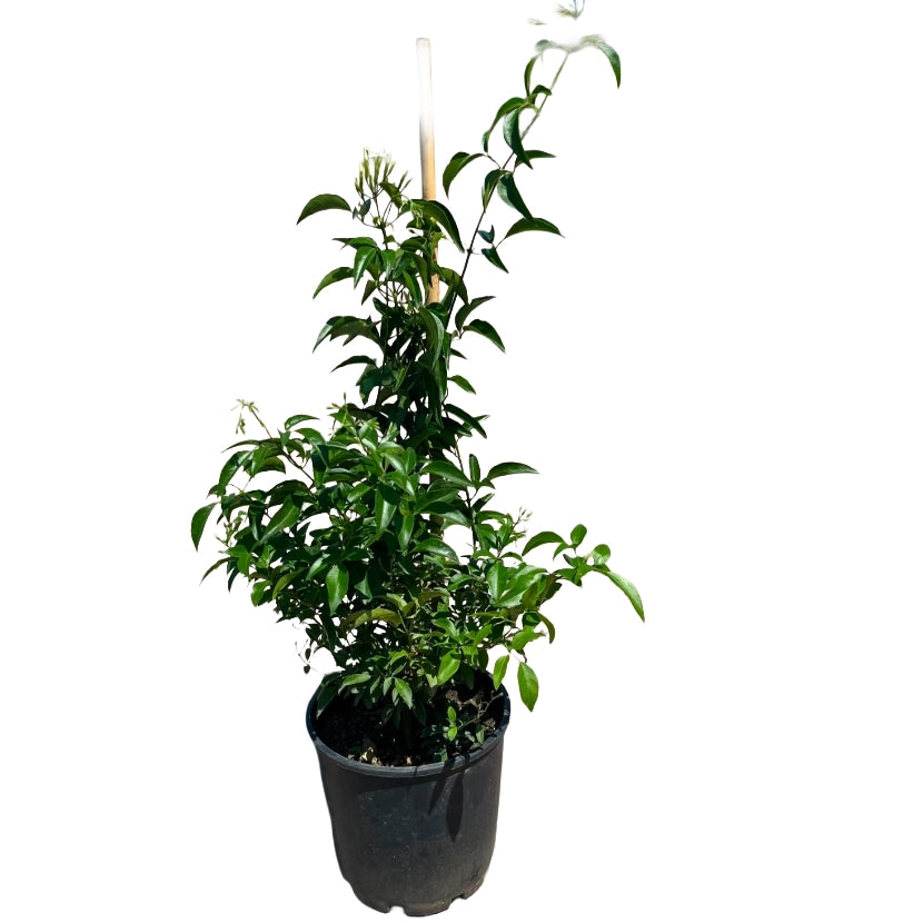 Gelsomino Trifogliato Azoricum sempreverde rampicante profumato vaso1 8cm AMDGarden