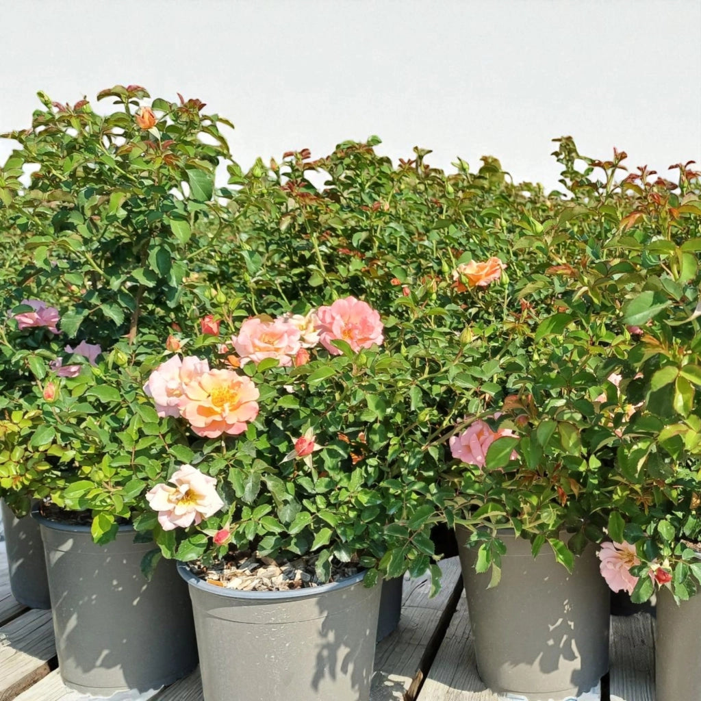 Gardenaria Rosa paesaggistica 'Cubana' - Rosa da giardino Altezza: 30/35 cm (vaso19)