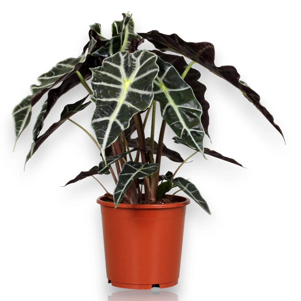 Gardenaria Alocasia 'Polly' - Pianta da interno ornamentale Altezza: 38 cm (vaso 12)