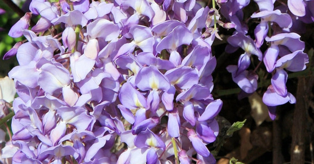 WISTERIA BRACHYBOTRYS SHOWA BENI(Glicine) SPALL.40 (L.75 - H.160)