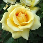 Rosa ‘Golden Perfumella’ – Rosa gialla profumata a fiore grande