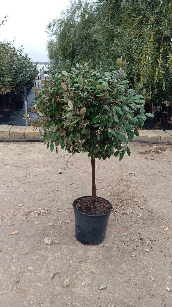ELEAGNUS EBBINGEI COMPACTA ALB.30 1/4 FUSTO