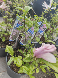 Pianta Magnolia 'George Henry Kern', vaso 23 foto reali