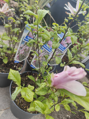 Pianta Magnolia 'George Henry Kern', vaso 23 foto reali