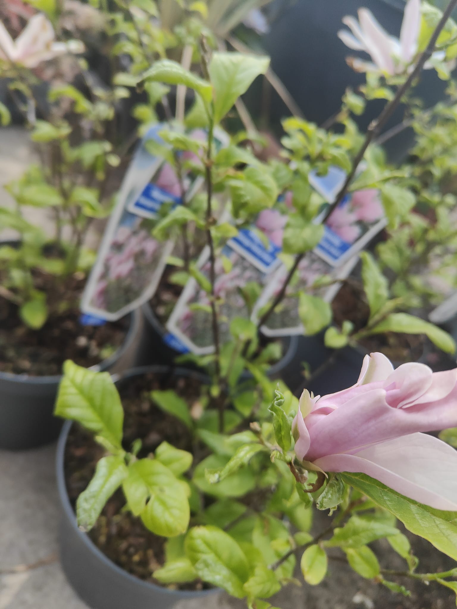 Pianta Magnolia 'George Henry Kern', vaso 23 foto reali