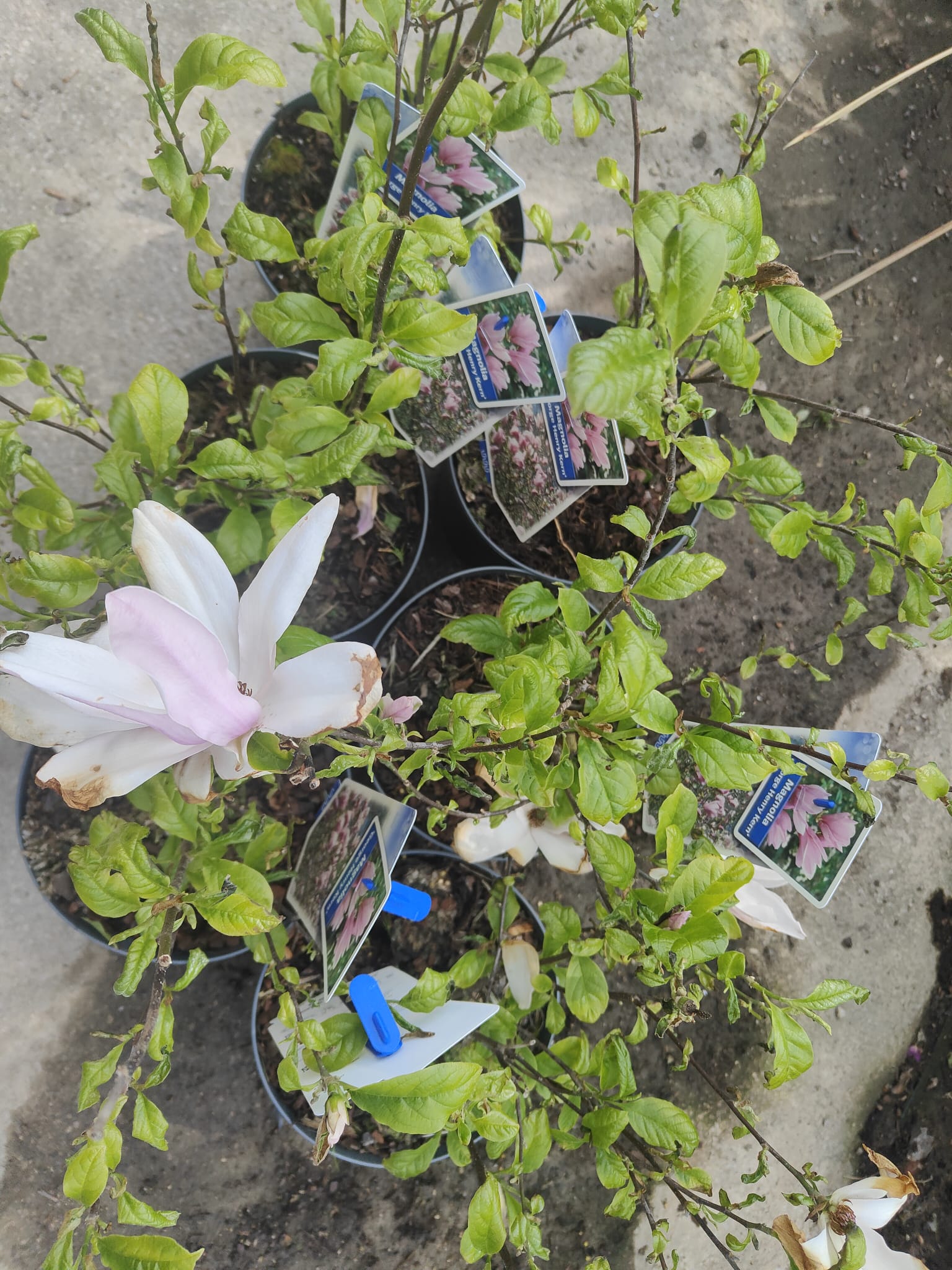 Pianta Magnolia 'George Henry Kern', vaso 23 foto reali