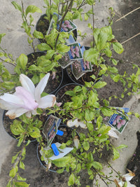 Pianta Magnolia 'George Henry Kern', vaso 23 foto reali