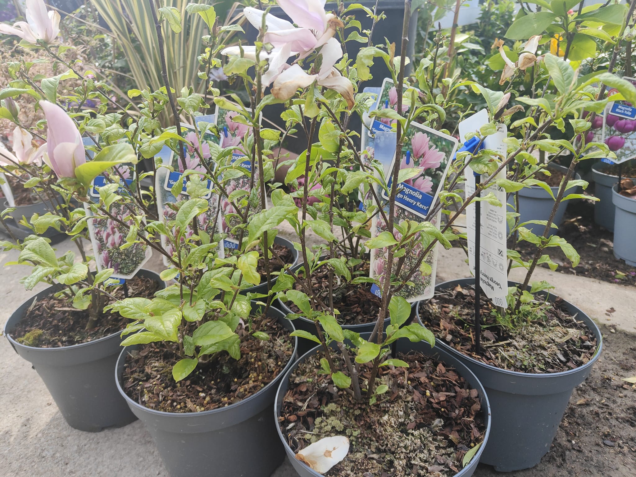 Pianta Magnolia 'George Henry Kern', vaso 23 foto reali