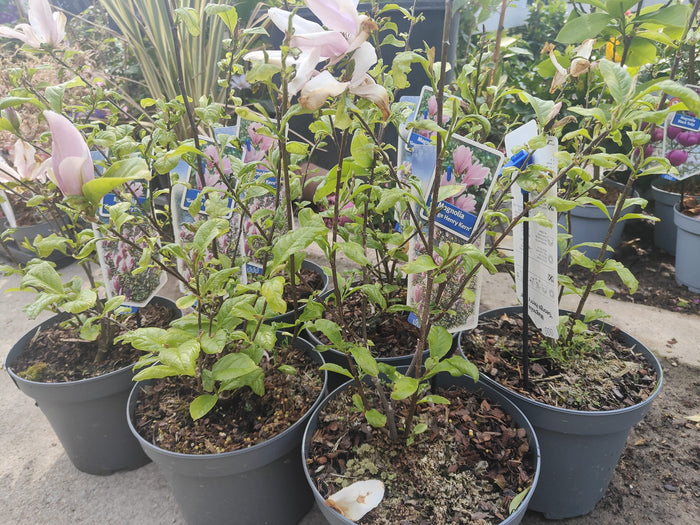 Pianta Magnolia 'George Henry Kern', vaso 23 foto reali