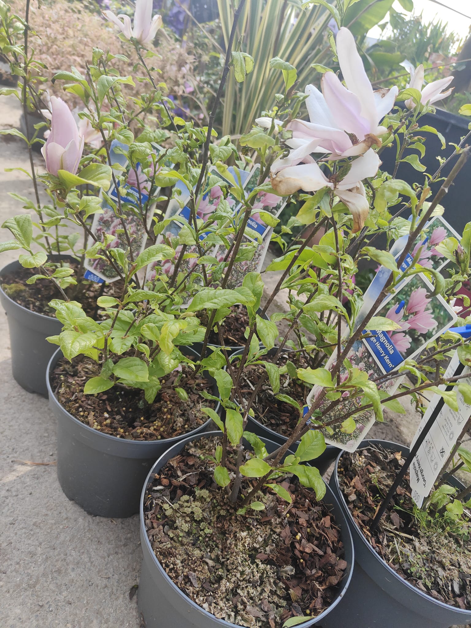 Pianta Magnolia 'George Henry Kern', vaso 23 foto reali