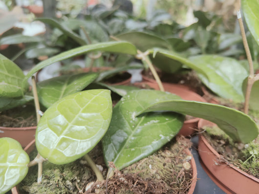 Pianta Hoya other Verticillata, vaso 12 foto reali