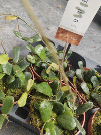 Pianta Hoya other rotundiflora, vaso 12 foto reali