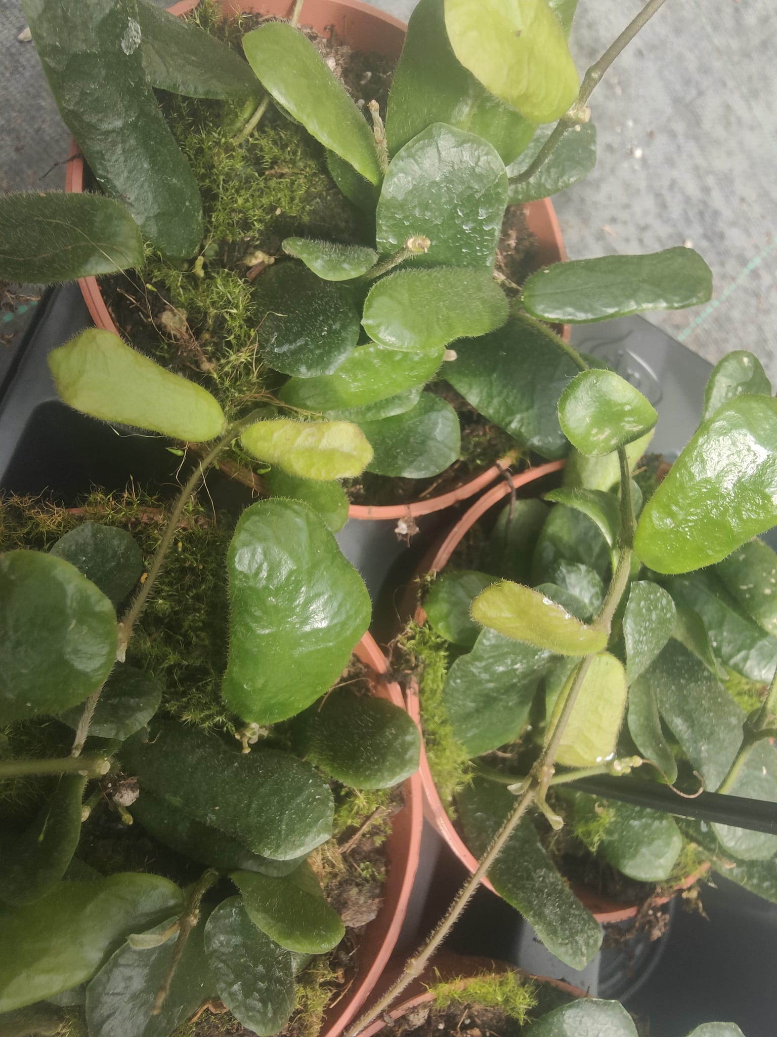 Pianta Hoya other rotundiflora, vaso 12 foto reali