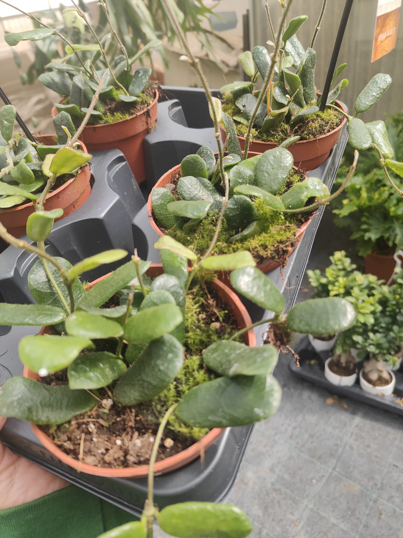 Pianta Hoya other rotundiflora, vaso 12 foto reali