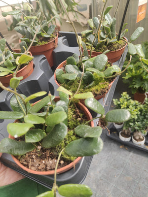 Pianta Hoya other rotundiflora, vaso 12 foto reali