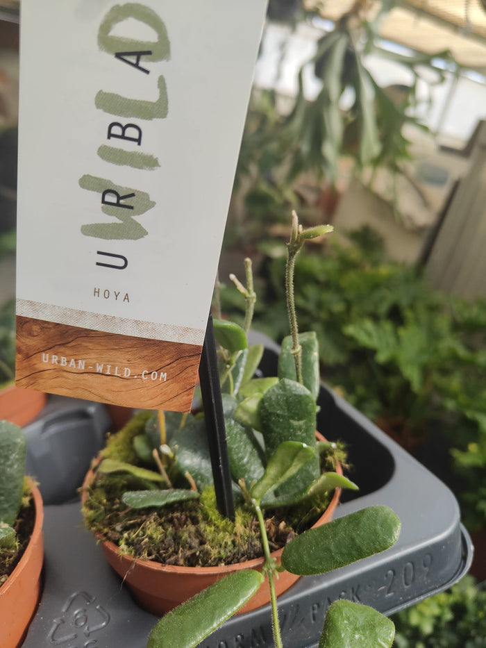Pianta Hoya other rotundiflora, vaso 12 foto reali