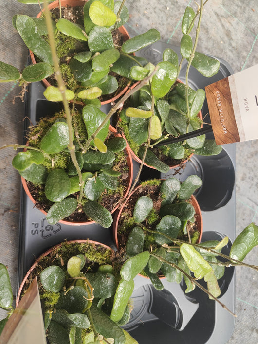 Pianta Hoya other rotundiflora, vaso 12 foto reali